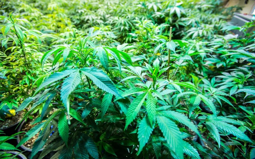 zimbabwe legalizza marijuana