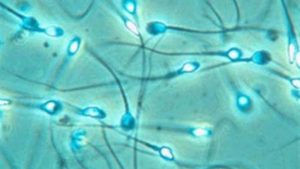 Immagine di copertina