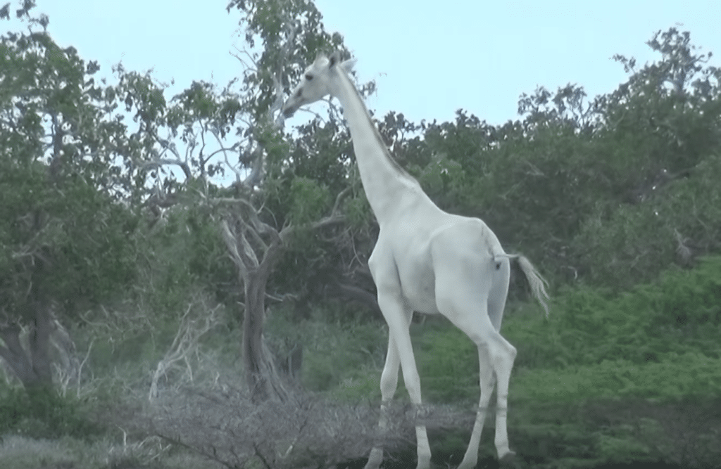 Le giraffe reticolate sono considerate una specie vulnerabile