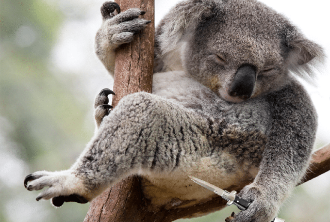 Cinque animali adorabili ma estremamente violenti