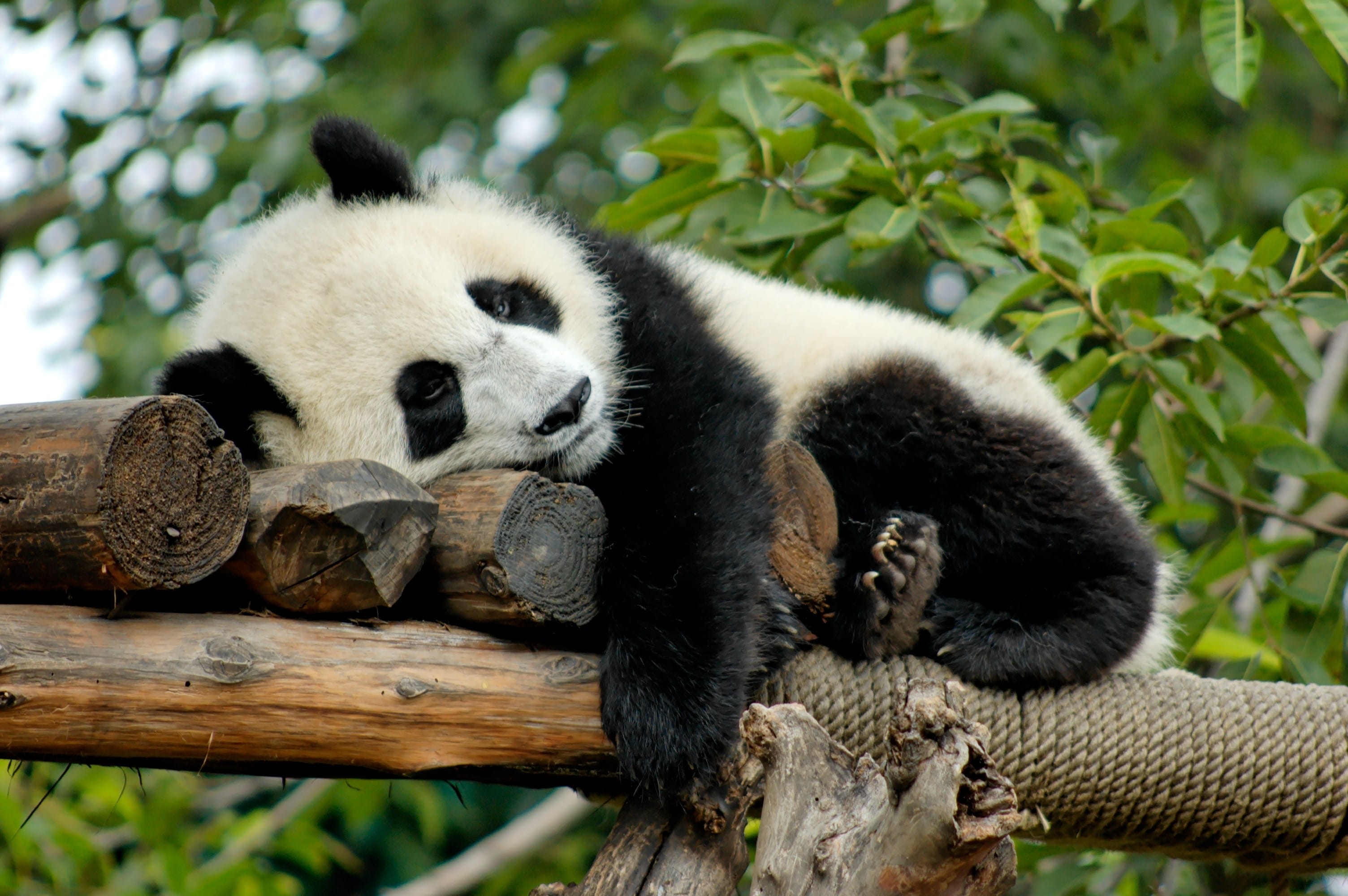 La Cina usa i panda giganti come armi diplomatiche | TPI
