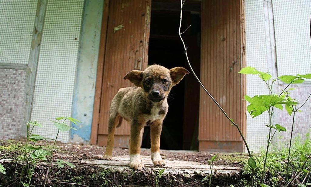 Chernobyl tragedia cani