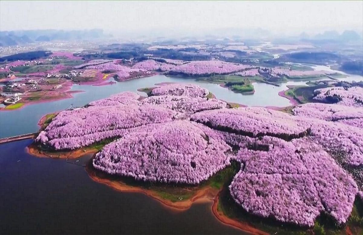 ciliegi fiore Cina Guizhou