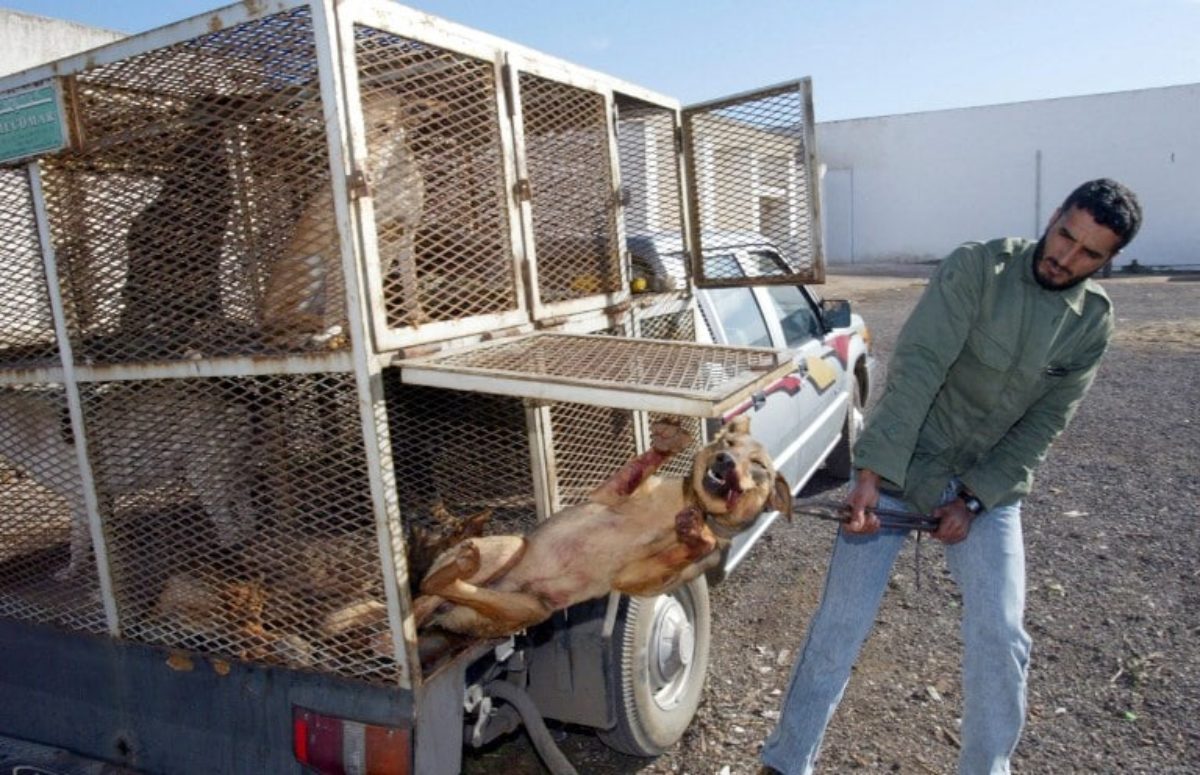 Marocco cani uccisi