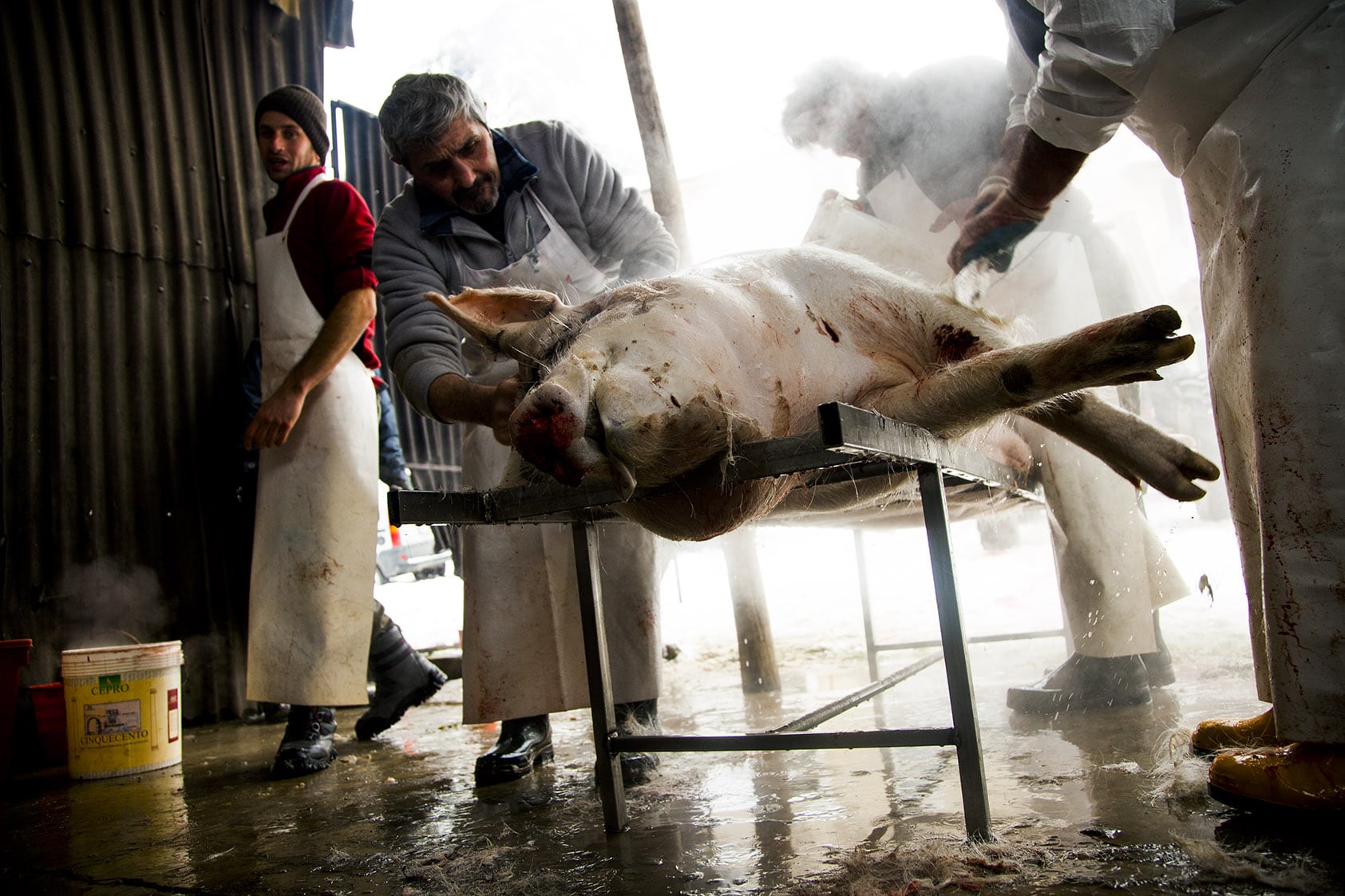 Il rito dell'uccisione del maiale: ecco come vengono uccisi - TPI
