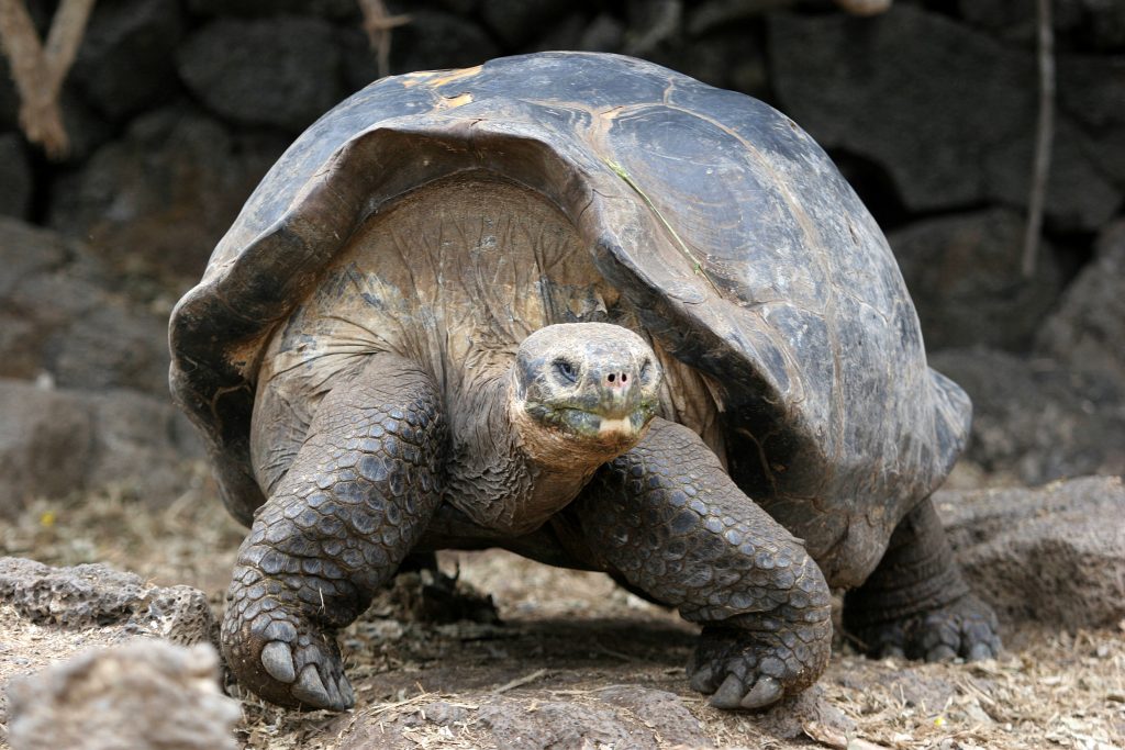 Pomigliano tartaruga azzannatrice pericolosa