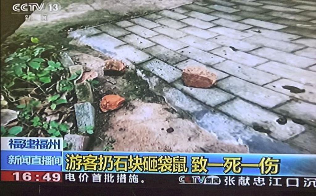 canguro mattoni ucciso zoo