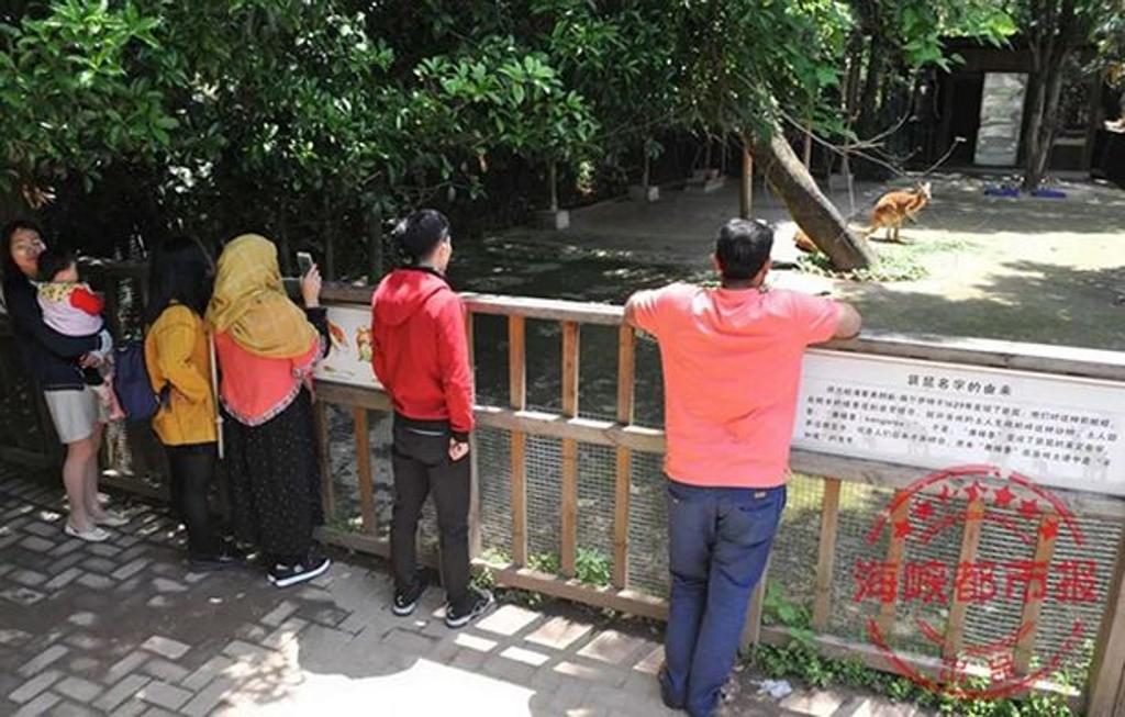 canguro mattoni ucciso zoo