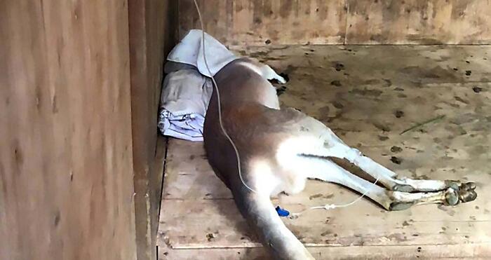 canguro mattoni ucciso zoo