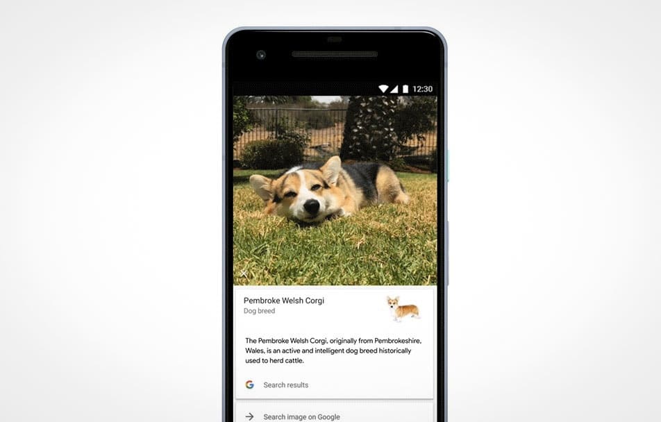 google foto riconosce razza cani gatti