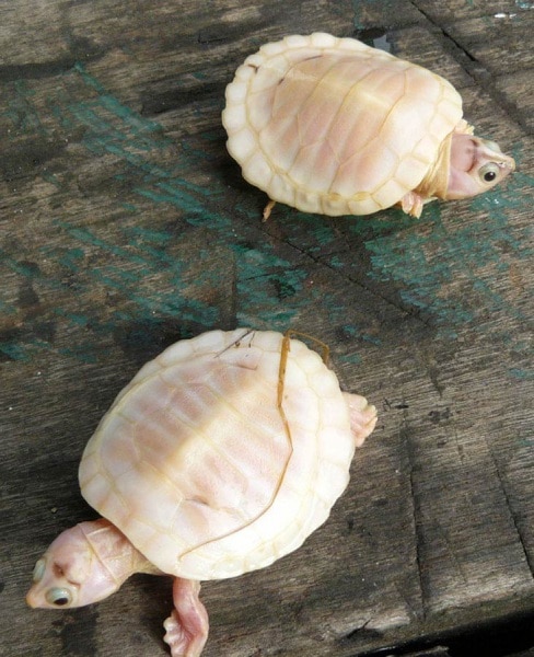 canguro albino toscana
