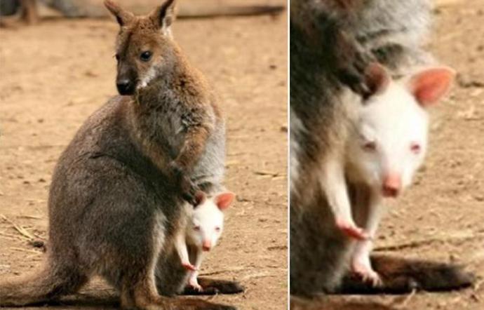 canguro albino toscana