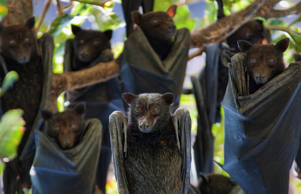 India viurs Nipah pipistrelli