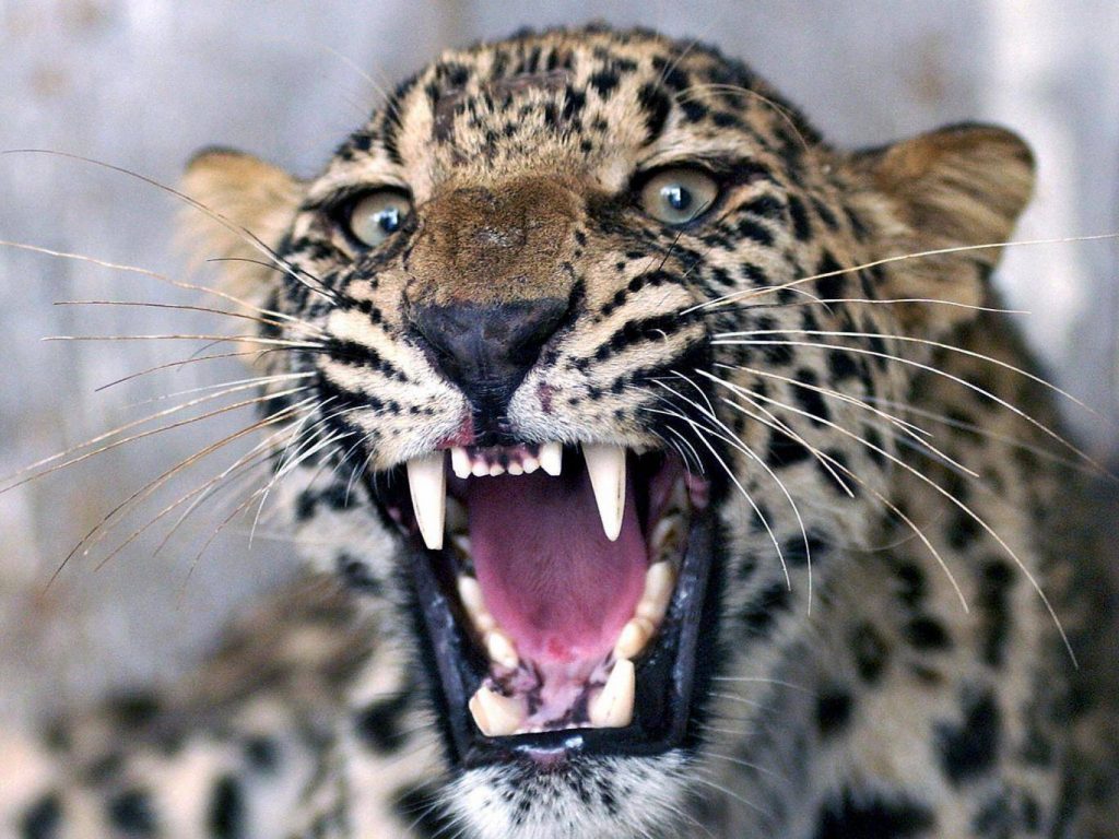 uganda leopardo