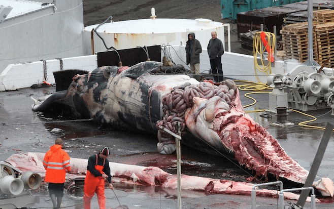 giappone balene incinte uccise