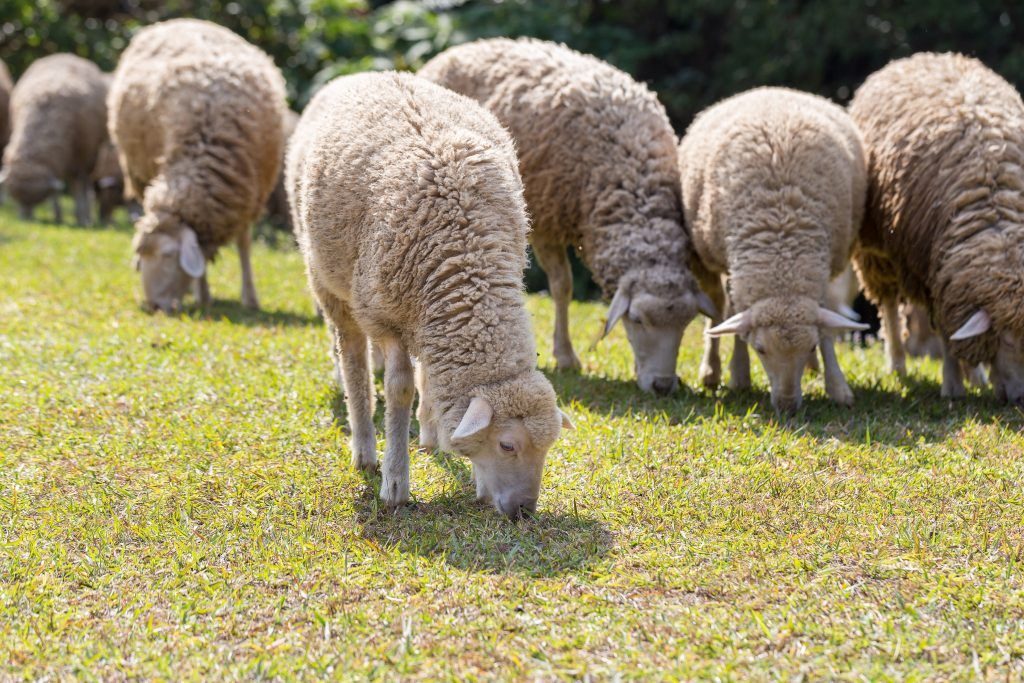 pecore a roma