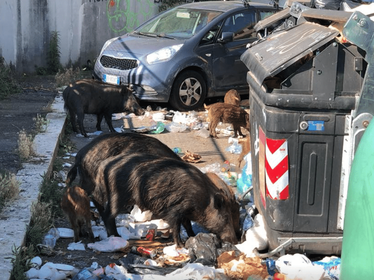 Roma cinghiali rifiuti