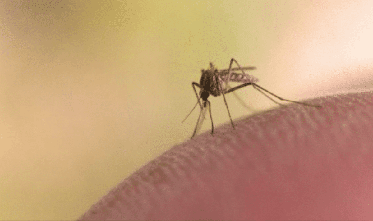 zanzare morbo di Keystone