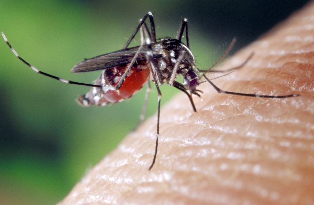 virus west nile sintomi diagnosi trattamento