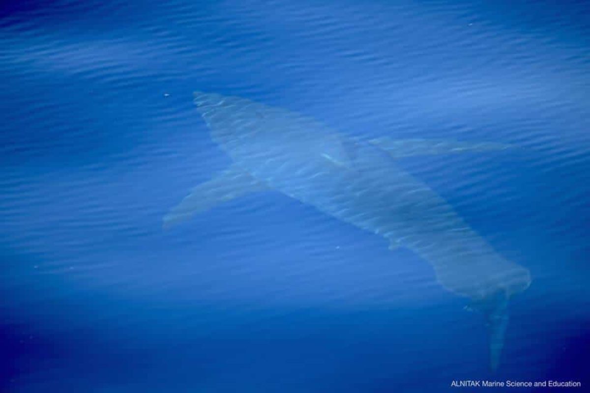 squalo bianco mediterraneo
