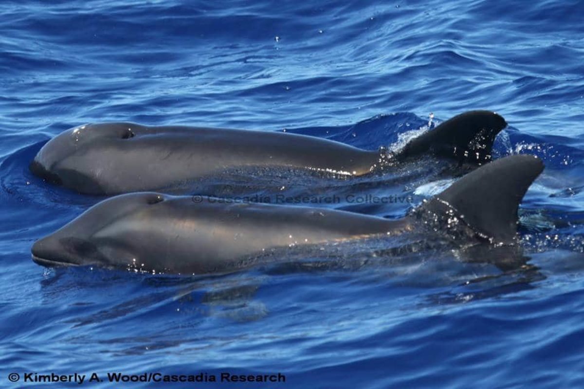 balena delfino scoperta
