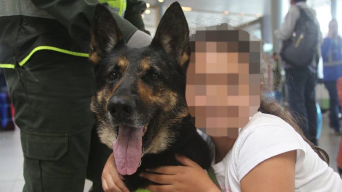 cane poliziotto colombia