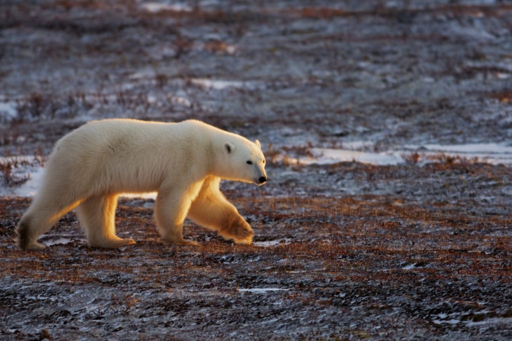 orso polare habitat