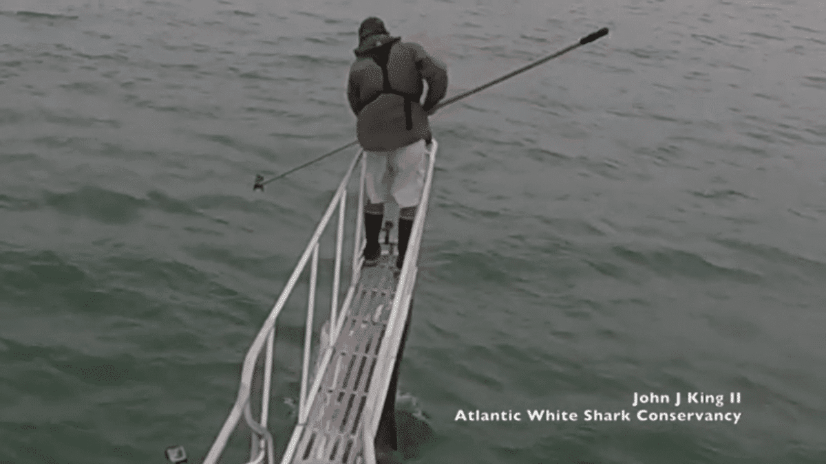 squalo bianco attacco ricercatore