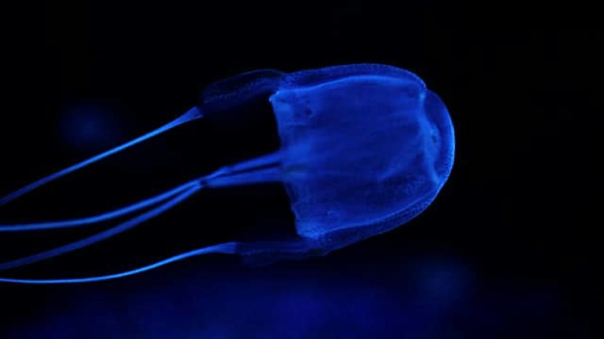 medusa vespa di mare