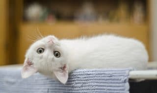 nuova zelanda vieta gatti