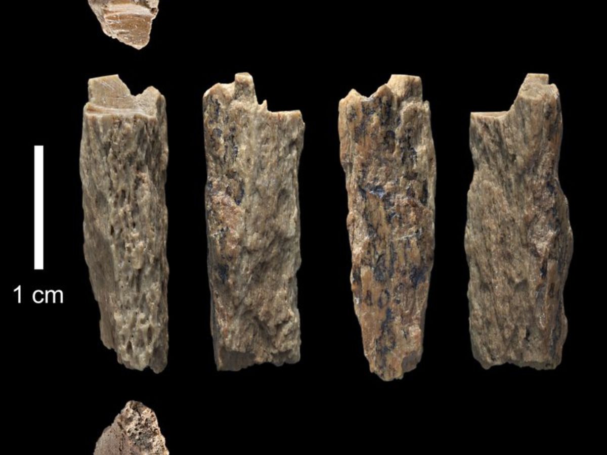 ibrido neanderthal denisova
