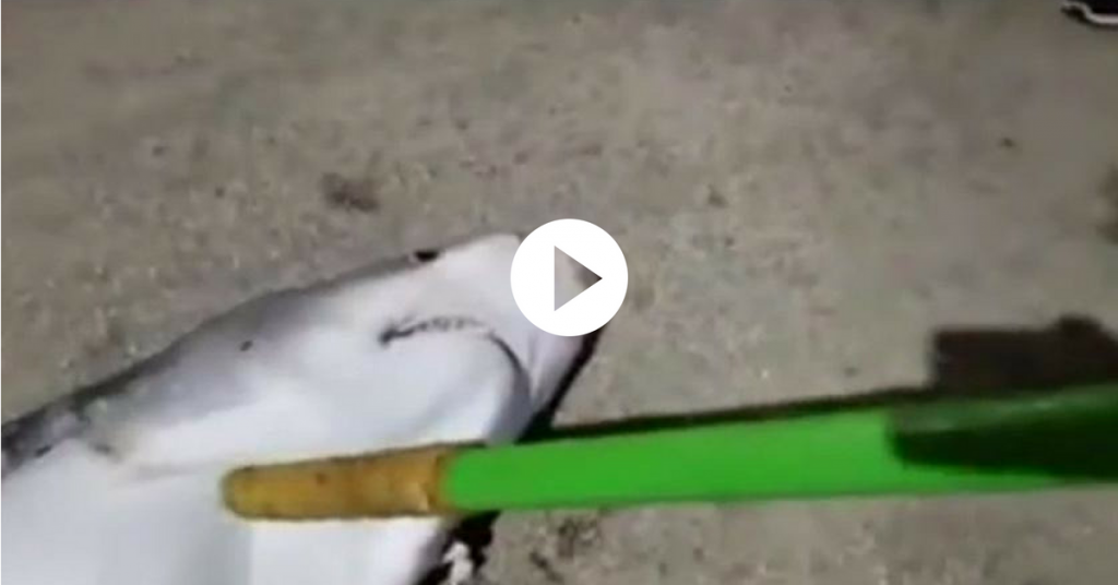 squalo torturato video