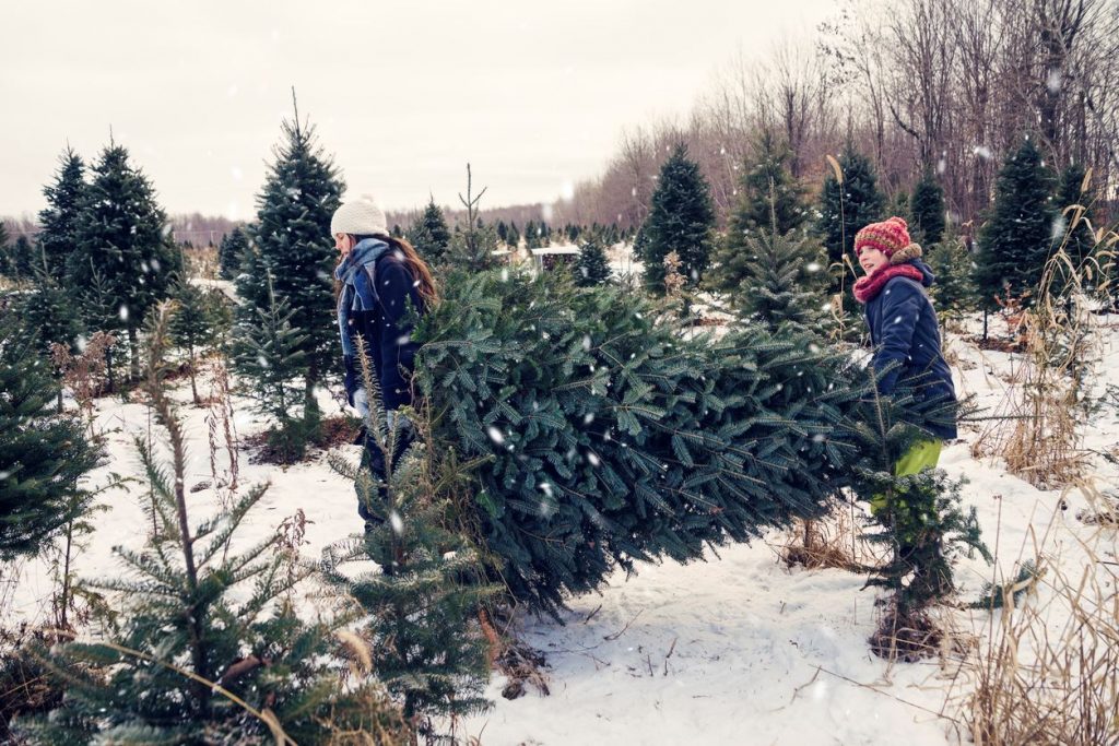 alberi di natale amazon