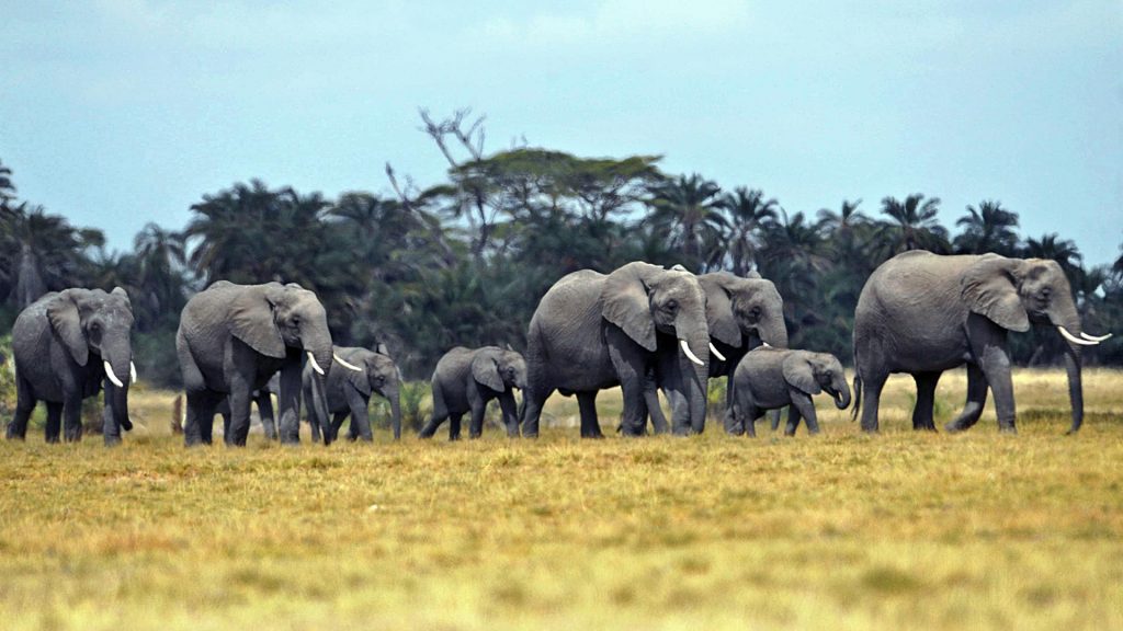 strage elefanti botswana