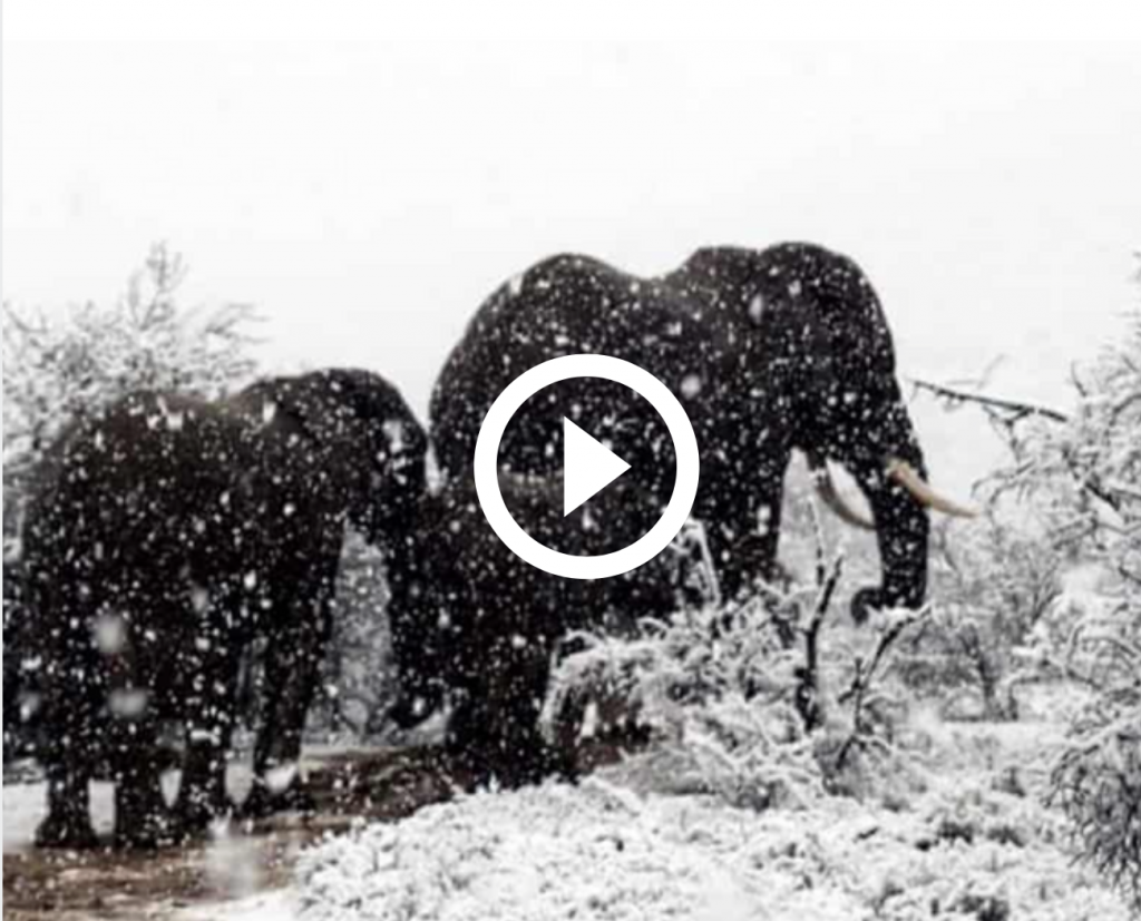 elefanti neve sudafrica