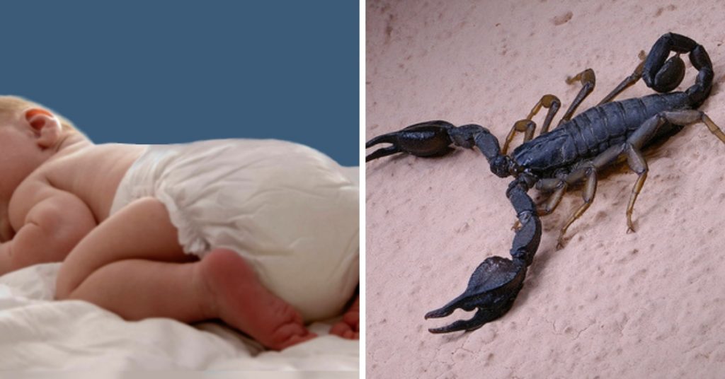 neonata scorpione