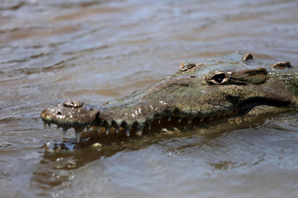 Donna divorata coccodrillo Australia