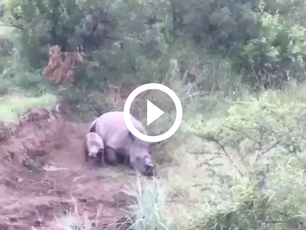 cucciolo rinoceronte madre uccisa
