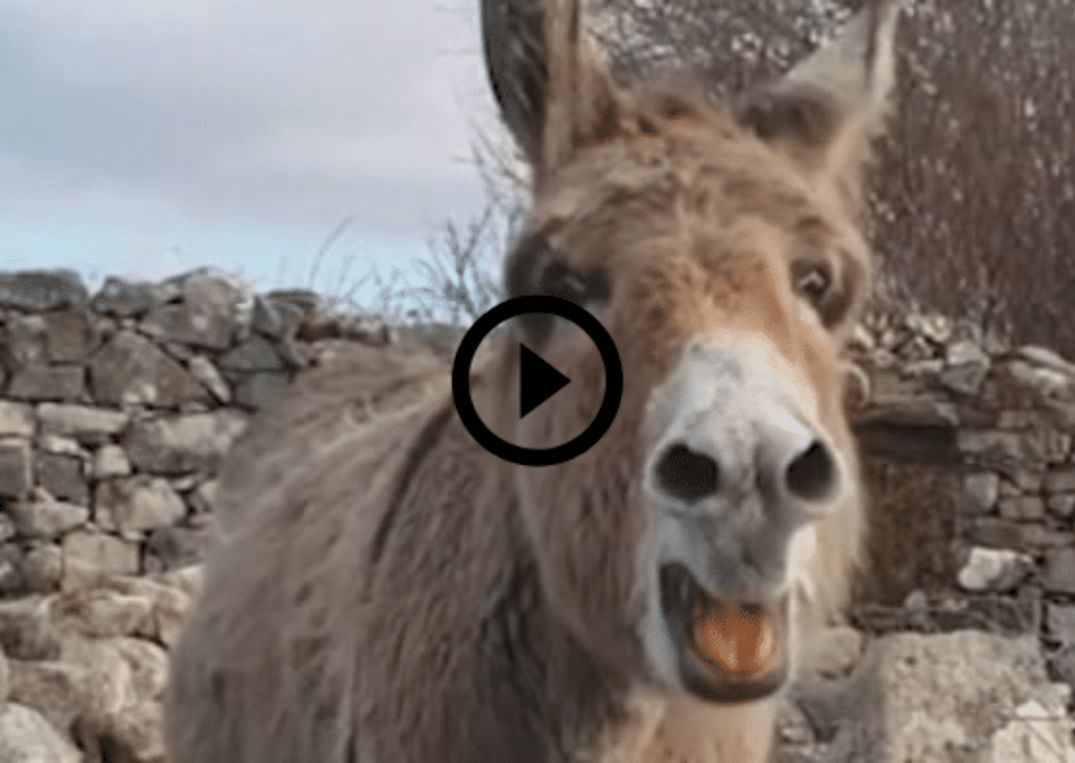 asino che canta