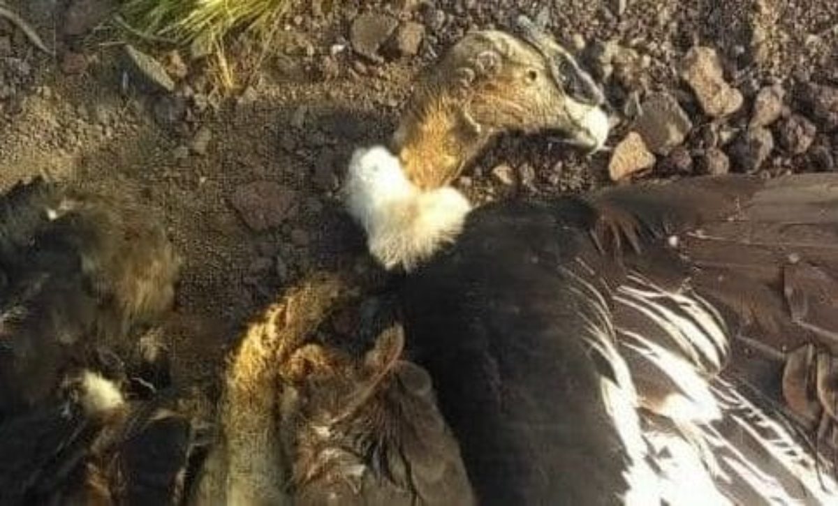 pesticidi condor argentina