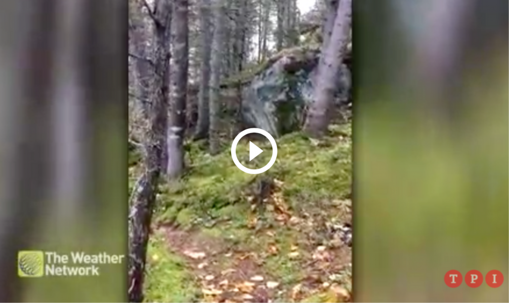 canada foresta respira