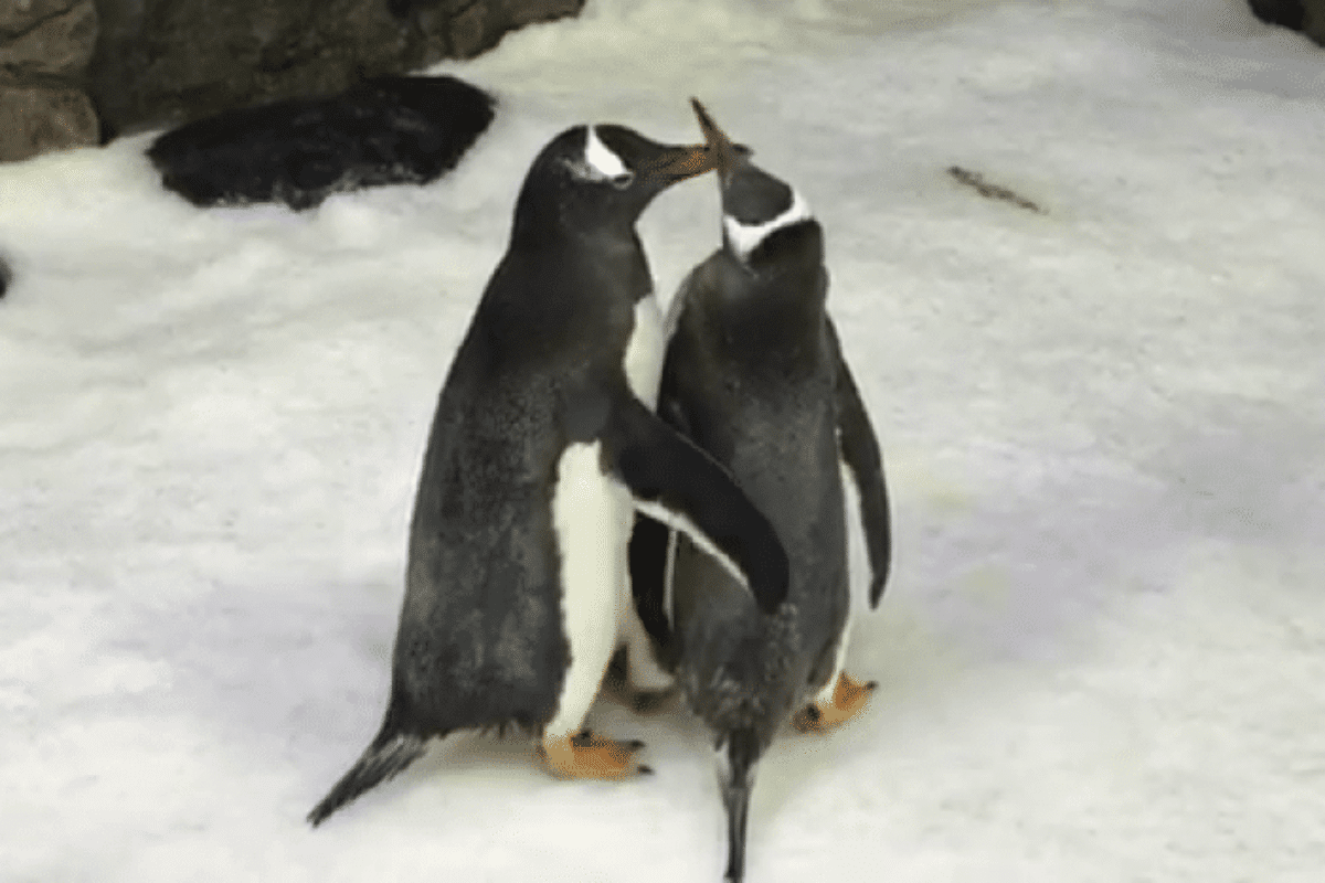 pinguini maschi uovo