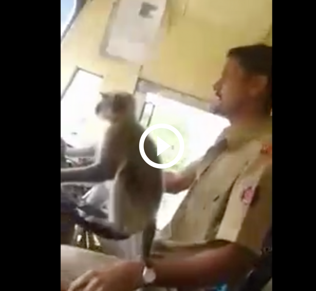 video scimmia autobus