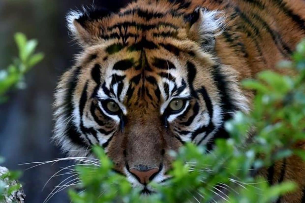 Risultati immagini per tigre