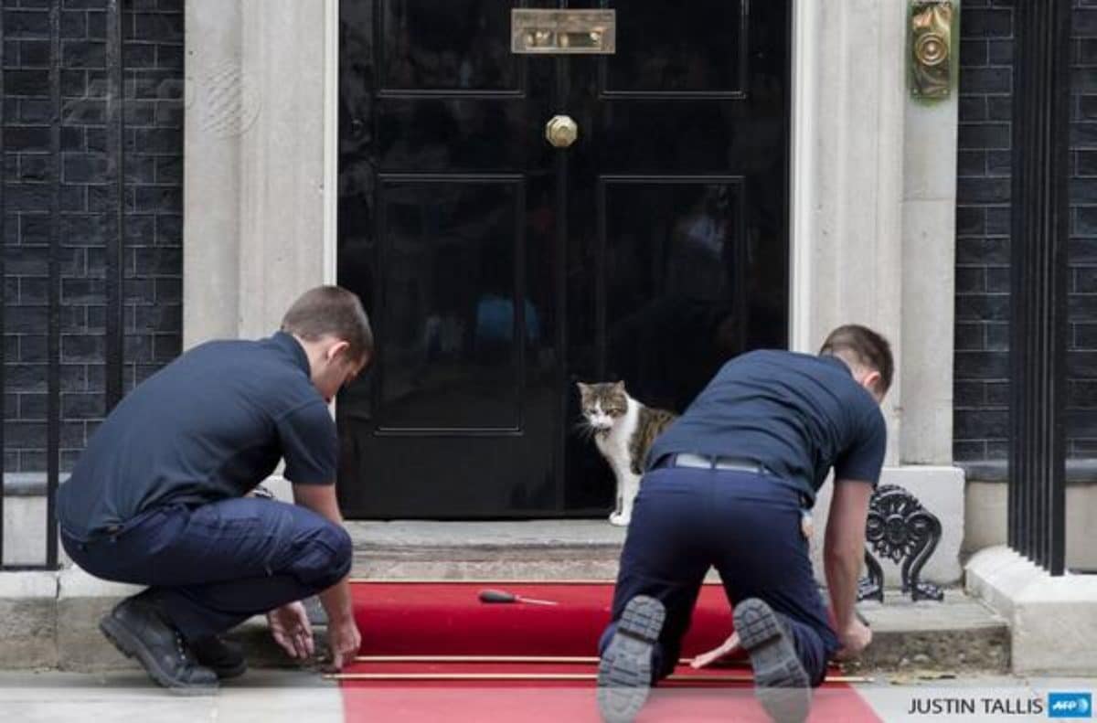 larry gatto downing street storia