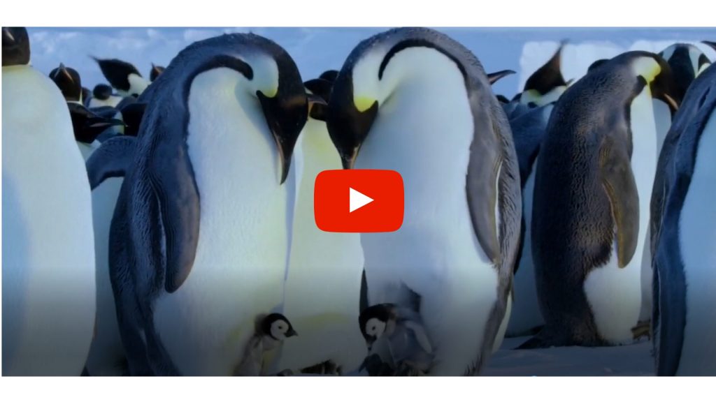 pinguini bbc intrappolati