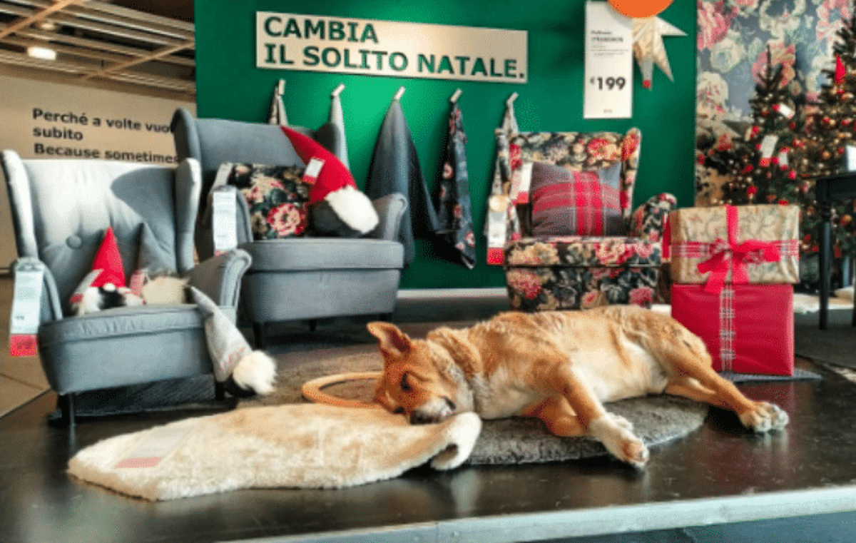 ikea cani randagi