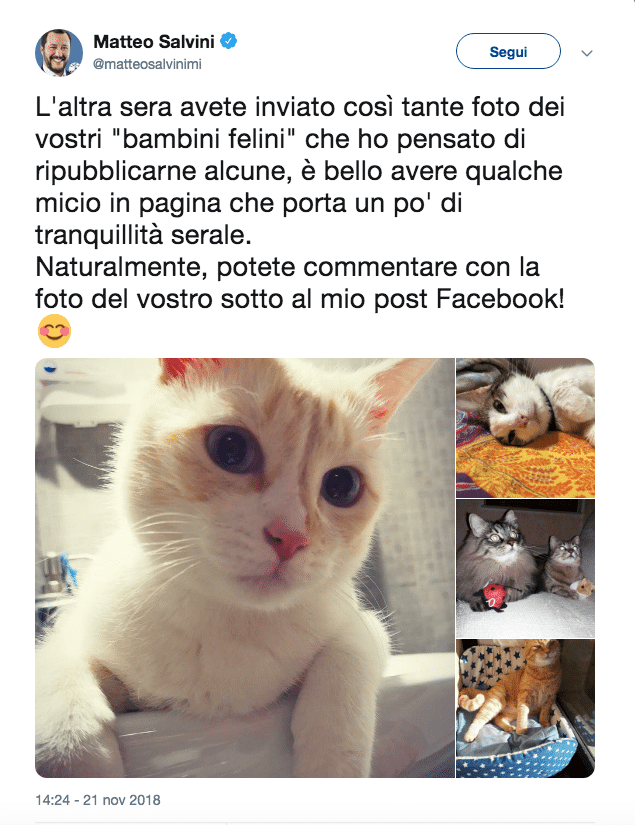 salvini gattini distrarre debito