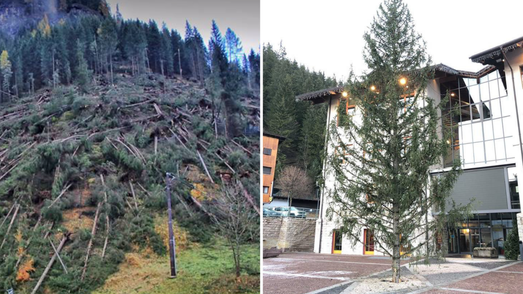 albero natale canazei