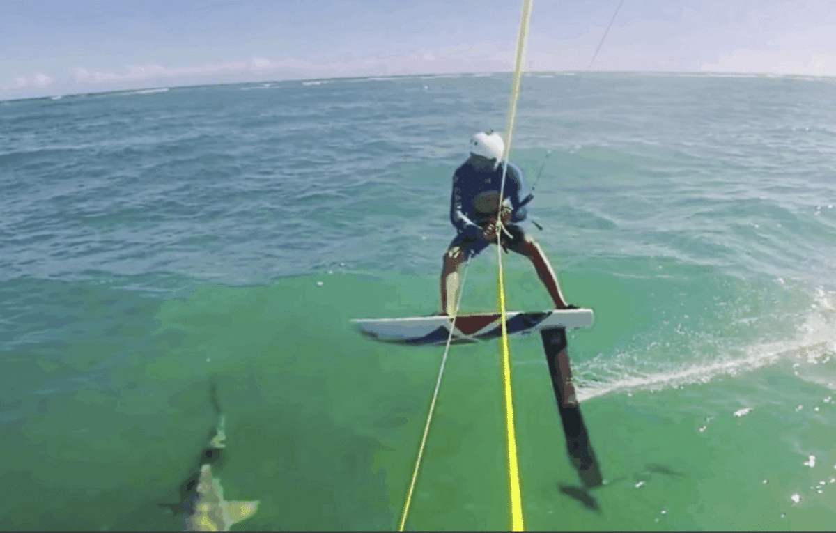 surfista scontro squalo